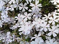 Phlox subulata subsp Nivalis (fam Polemoniacees) (Am. du nord) (2) (Photo F. Mrugala)